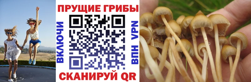 Галлюциногенные грибы прущие грибы  Купить  Омутнинск 